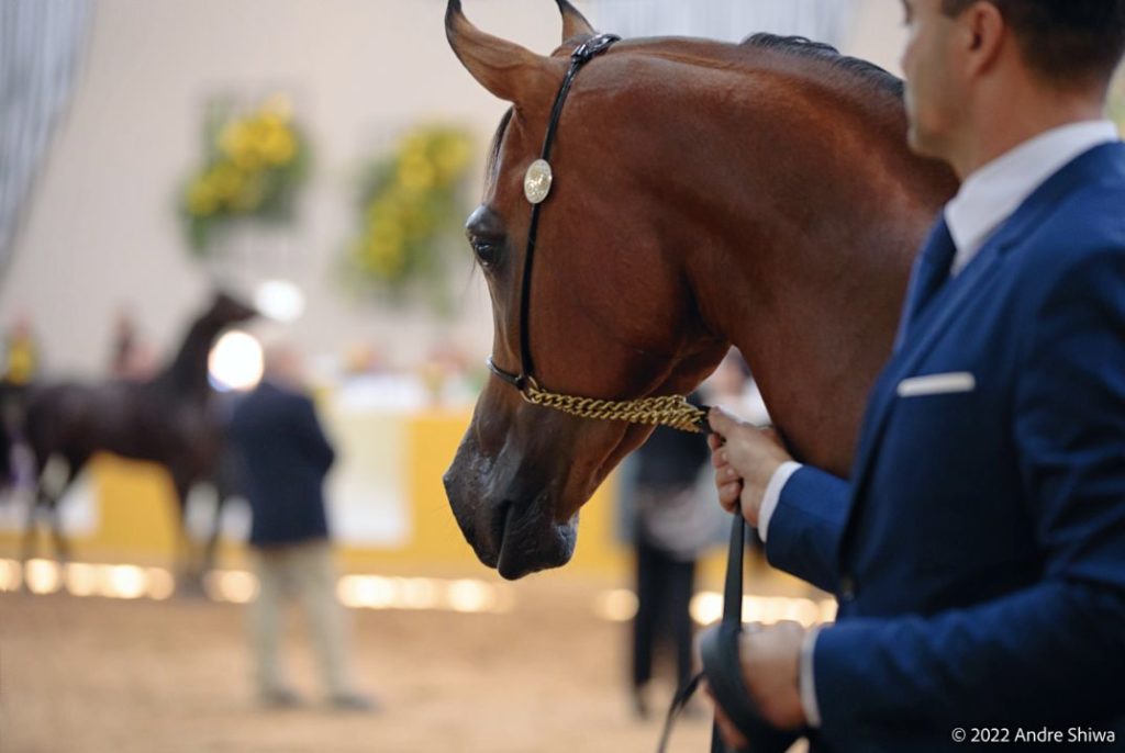 Inscrições para a 25ª Exposição Internúcleos do Cavalo Árabe terminam hoje