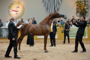 Cavalo Árabe movimenta R$ 10 milhões em negócios durante exposição nacional da raça