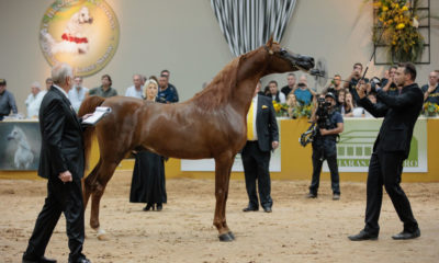 Cavalo Árabe movimenta R$ 10 milhões em negócios durante exposição nacional da raça