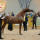 Cavalo Árabe movimenta R$ 10 milhões em negócios durante exposição nacional da raça