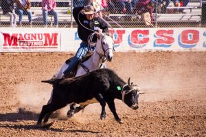 Censo das provas de Laço no 45º Campeonato Nacional da ABQM