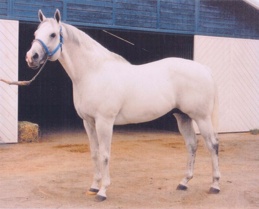 Nascido de aposta nos cavalos, histórico e sem títulos: conheça o