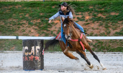 41ª Exposição Nacional do Cavalo Árabe registra aumento de 20% no número de inscritos nas provas funcionais