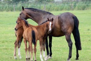 Leptospirose prejudica o bem-estar dos cavalos e gera prejuízo para criadores