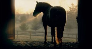 Filme Adeline traz emoção e drama em torno de um cavalo muito especial