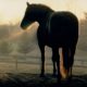 Filme Adeline traz emoção e drama em torno de um cavalo muito especial