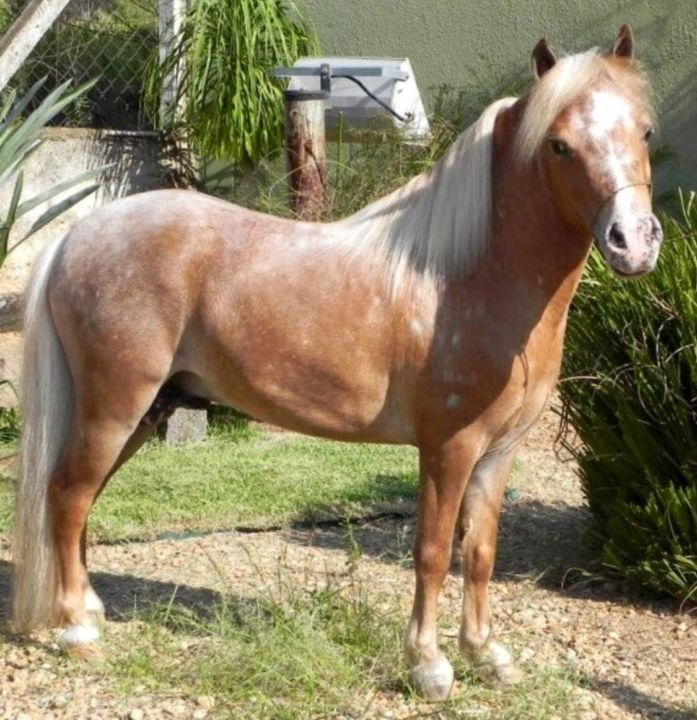 Mini-horse cavalo como animal de estimação