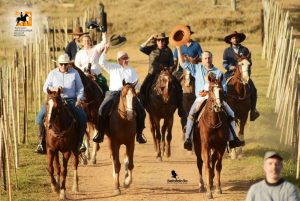 Núcleo Alta Mogiana se destaca pelo trabalho de fomento ao Cavalo Mangalarga em SP