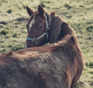 Perda de massa corporal pode agravar saúde do equino