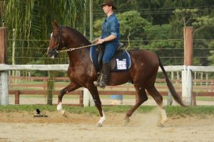 Região de Amparo (SP) se destaca pelo trabalho promovido em prol do Cavalo Mangalarga