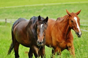 Encefalomielite viral mata 85% dos animais acometidos