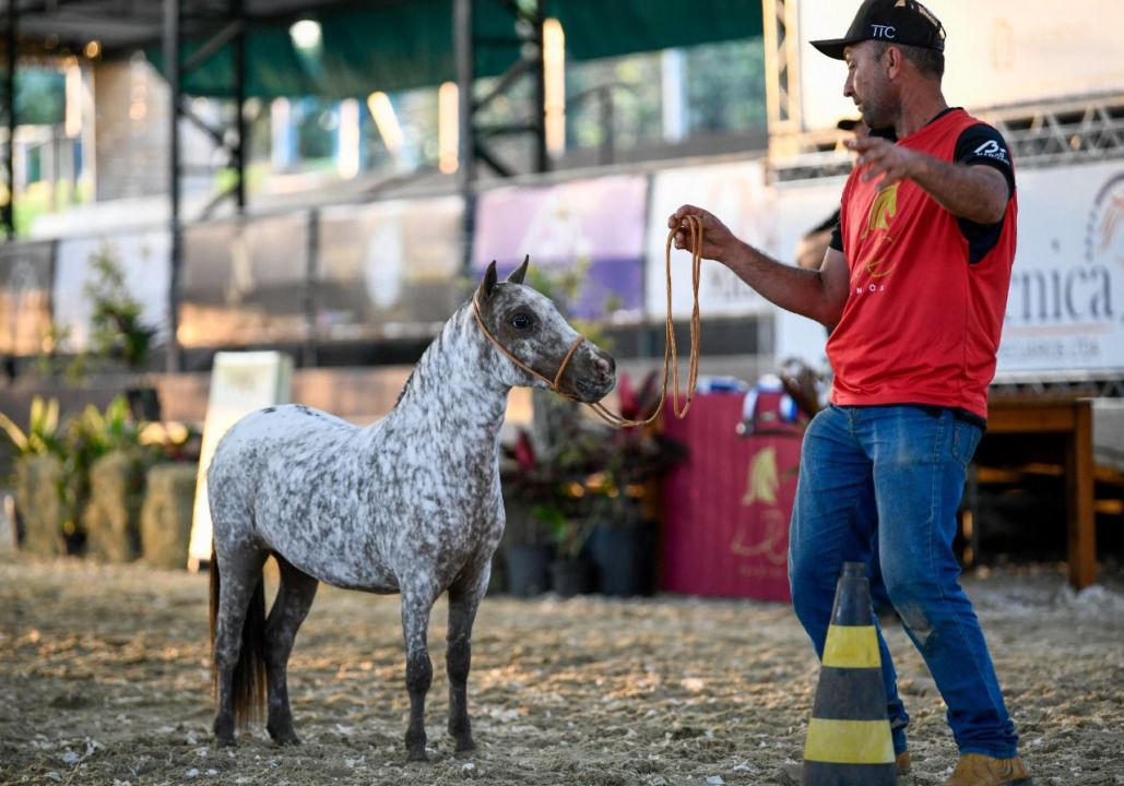 Sucesso de público marca a 36º Exposição Nacional do Cavalo Pônei 