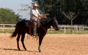 TV UC – Construindo o cavalo rancheiro