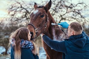 5º Encontro Vetnil de Residentes em Medicina Veterinária está com inscrições abertas