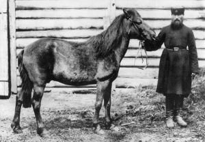 Conheça a história do cavalo Tarpan