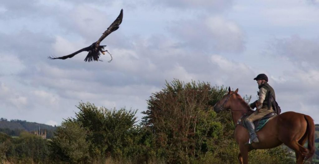 Falcoaria a cavalo no sul da Inglaterra