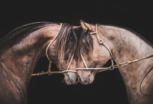 “Em busca do Cavalo Crioulo” promove troca de experiências entre criadores brasileiros e estrangeiros