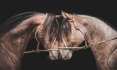 “Em busca do Cavalo Crioulo” promove troca de experiências entre criadores brasileiros e estrangeiros