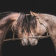 “Em busca do Cavalo Crioulo” promove troca de experiências entre criadores brasileiros e estrangeiros