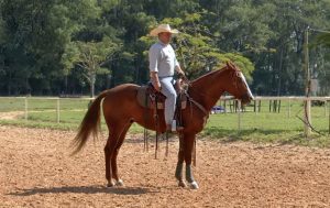 TV UC ensina exercício com a rédea para cavalo de Tambor