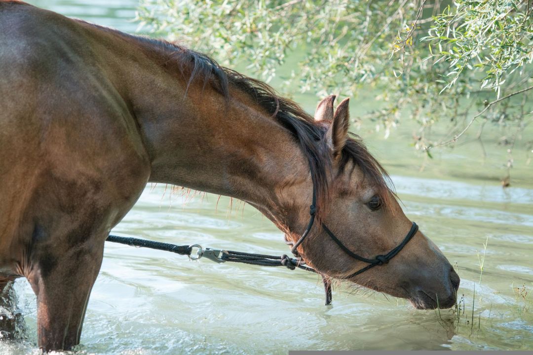 Tempo seco exige atenção redobrada com a hidratação dos cavalos