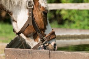 Tempo seco exige atenção redobrada com a hidratação dos cavalos