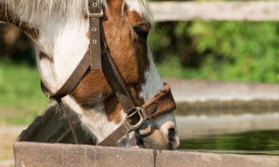 Tempo seco exige atenção redobrada com a hidratação dos cavalos