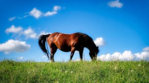 Cavalo aposentado exige cuidados especiais