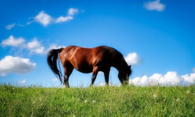 Cavalos aposentados exigem cuidados especiais
