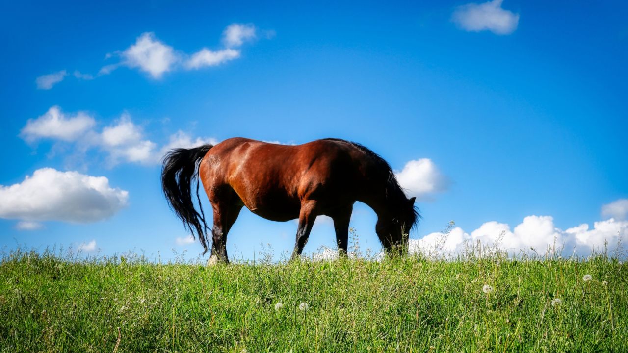 Cavalos aposentados exigem cuidados especiais