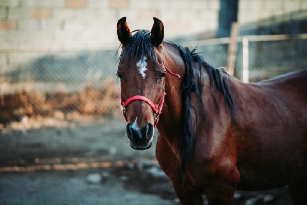 16 de março passou a ser conhecido como o Dia Internacional do Cavalo