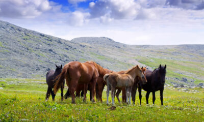 16 de março passou a ser conhecido como o Dia Internacional do Cavalo