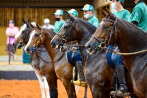 ABCCRM promove a 44ª Exposição Nacional do Cavalo Mangalarga