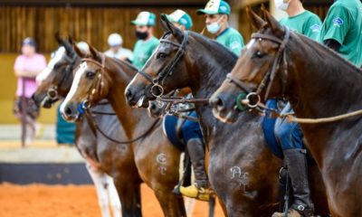 ABCCRM promove a 44ª Exposição Nacional do Cavalo Mangalarga