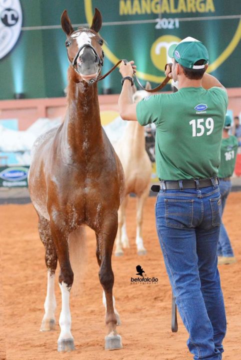 ABCCRM promove a 44ª Exposição Nacional do Cavalo Mangalarga