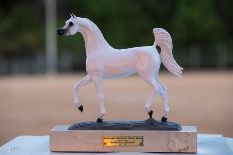 Brasília (DF) volta a sediar exposição do cavalo Árabe