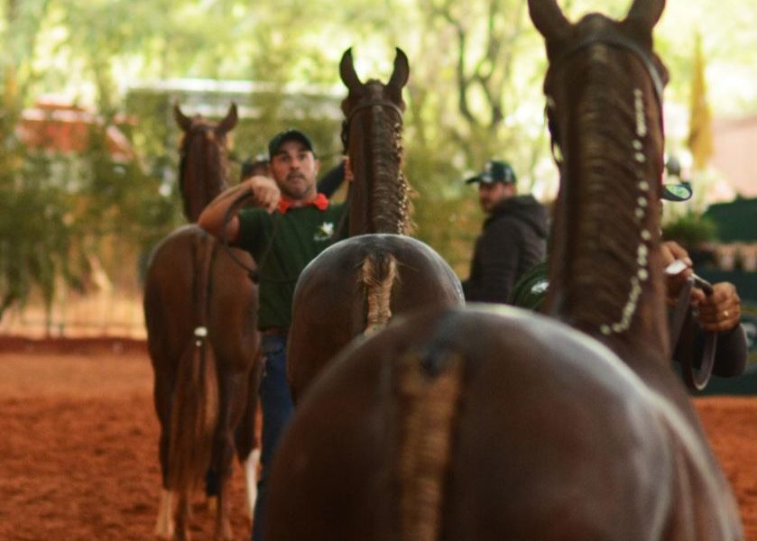 Começa hoje a 44ª Exposição Nacional do Cavalo Mangalarga