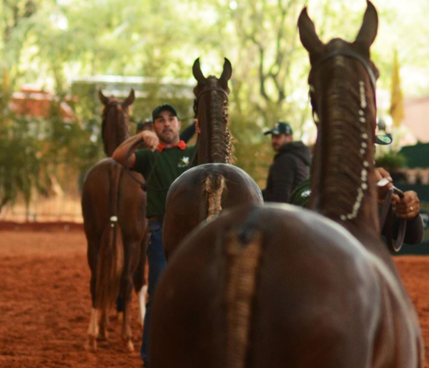 Começa hoje a 44ª Exposição Nacional do Cavalo Mangalarga