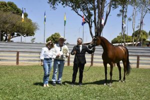 Bons negócios marcam a Exposição do Cavalo Árabe em Brasília (DF)