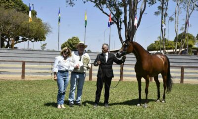 Bons negócios marcam a Exposição do Cavalo Árabe em Brasília (DF)
