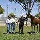 Bons negócios marcam a Exposição do Cavalo Árabe em Brasília (DF)