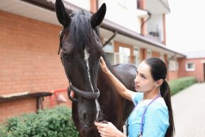 Médicos veterinários são mais suscetíveis à raiva