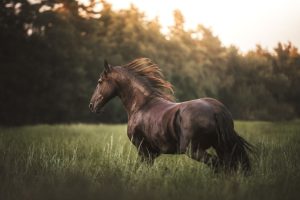 Musicoterapia em equinos relaxa e traz diversas vantagens