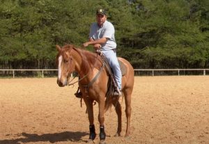 O que é a autossustentação do cavalo?