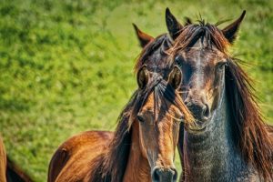 Quantas raças de cavalo existem?