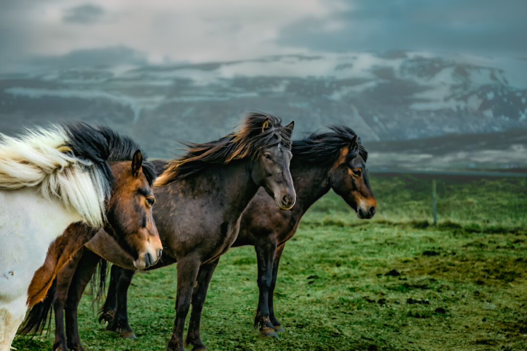 Quantas raças de cavalos existem – parte 2
