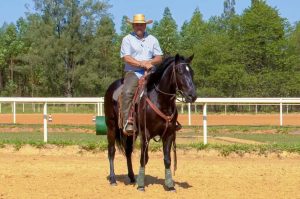 TV UC ensina exercício para deixar o cavalo ágil