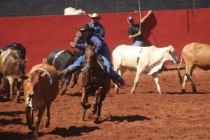 Thirty Champions Team Penning volta a movimentar a Hípica do Jockey Club de Uberaba (MG)