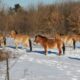 Cavalos Przewalski transformaram Chernobyl em um lar