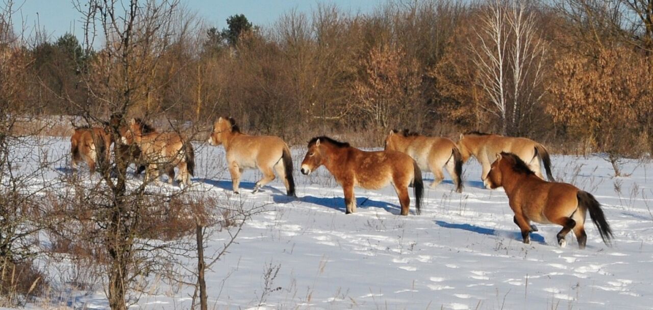 Cavalos Przewalski transformaram Chernobyl em um lar